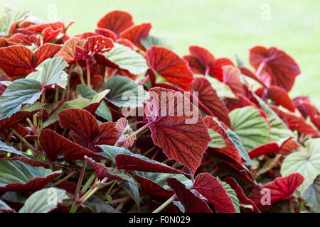 Face inférieure rouge profond du feuillage de la hardy begonia Begonia grandis var. evansiana, 'Claret jug' Banque D'Images