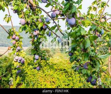 Multitude de prunes violettes sur branche d'arbre avec l'arrière-plan flou vert Banque D'Images