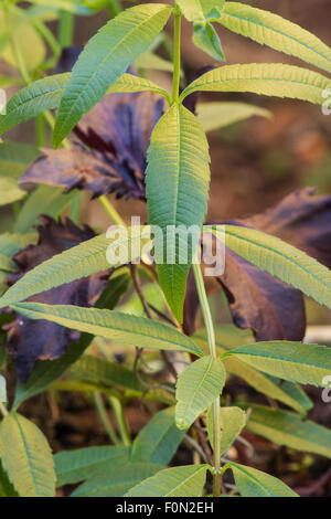 Verveine odorante (Aloysia triphylla) dans un jardin de fines herbes Banque D'Images