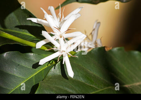 Caféier (Coffea arabica) en fleurs Banque D'Images