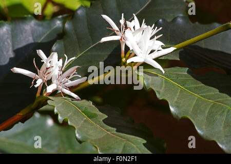 Caféier (Coffea arabica) en fleurs Banque D'Images