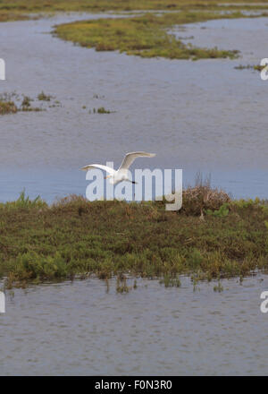 Aigrette neigeuse, Egretta thula, survole un marais dans le sud de la Californie Banque D'Images