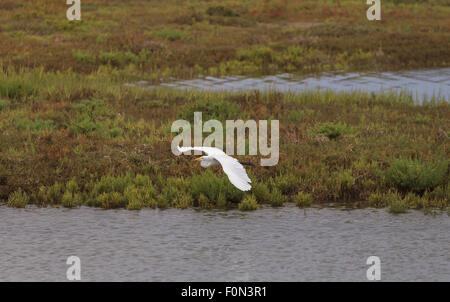 Aigrette neigeuse, Egretta thula, survole un marais dans le sud de la Californie Banque D'Images