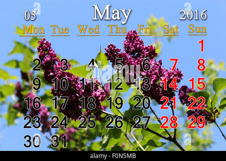 Calendrier de mai de 2016 avec des fleurs de lilas. Calendrier pour l'impression et utilisation dans la vie de bureau. Banque D'Images