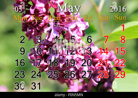 Calendrier de mai de 2016 avec des fleurs de lilas. Calendrier pour l'impression et utilisation dans la vie de bureau. Banque D'Images
