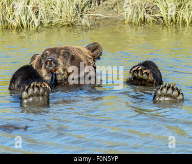 Un ours brun très mignon / grizzli mâchonne un os avec 4 pattes - flottant dans un ruisseau près d'Anchorage, Alaska Banque D'Images