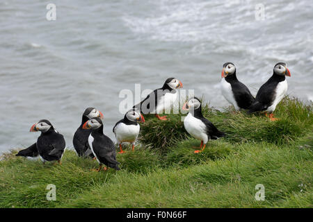 Macareux nichant sur Ingolfshofdi promontoire, le sud de l'Islande Banque D'Images