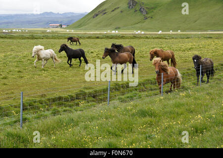 Chevaux Islandais s'exécutant dans les pâturages, le sud de l'Islande Banque D'Images