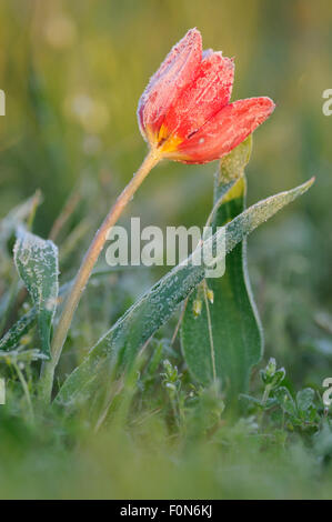 Frost couverts Wild tulip (Tulipa schrenkii) Rostovsky Réserve Naturelle, Région de Rostov, en Russie, en avril 2009 Banque D'Images