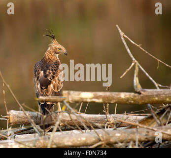 La variable hawk-crested eagle ou hawk-eagle (Nisaetus cirrhatus) Banque D'Images