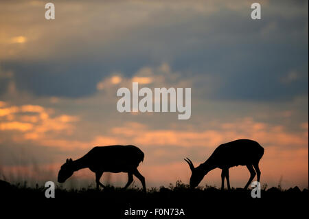 Deux les antilopes Saïga (Saiga tatarica) silhouette masculine et féminine, Cherniye zemli (terre noire), Réserve naturelle de Kalmoukie, en Russie, en mai 2009 Banque D'Images