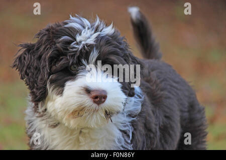 Cute brown et blanc chiot chien d'eau portugais à l'automne Banque D'Images