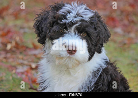 Brown et blanc chiot chien d'eau portugais dans un jardin à l'automne. Banque D'Images