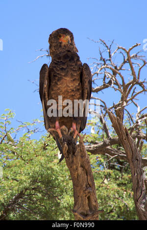 Aigle Martial vu dans le désert du Kalahari Banque D'Images