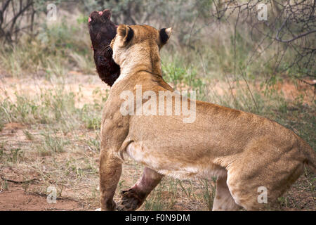 Le lion est la marche avec un gros morceau de viande.Parc transfrontalier de Kgalagadi. L'Afrique du Sud Banque D'Images