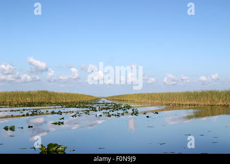 Scène de belle Everglades en Floride Banque D'Images