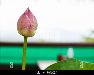 Lily rose fleur de lotus Installation eau Banque D'Images