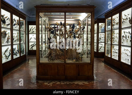 Les oiseaux de paradis sur l'affichage, Florence Museum d'Histoire Naturelle Banque D'Images