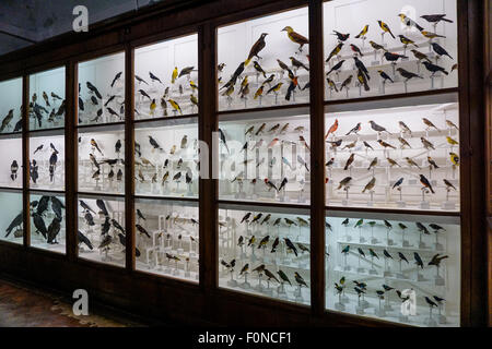 Les oiseaux sur l'affichage, Florence Museum d'Histoire Naturelle Banque D'Images