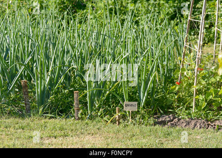 L'oignon (Allium cepa) croissant dans les lignes de potager dans la campagne française Banque D'Images