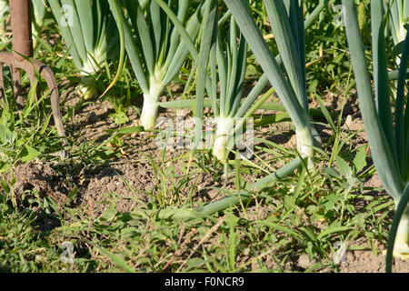 L'oignon (Allium cepa) croissant dans les lignes de potager dans la campagne française Banque D'Images