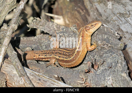Lézard vivipare commun féminin au soleil sur une pile de journaux Banque D'Images