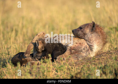 L'Hyène tachetée (Crocuta crocuta), les petits allaités, Maasai Mara National Reserve, Kenya Banque D'Images