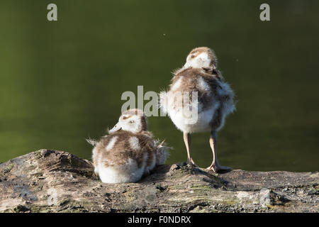 Oies égyptiennes (Alopochen aegyptiacus), les poussins, reposant sur un tronc d'arbre, Hesse, Allemagne Banque D'Images