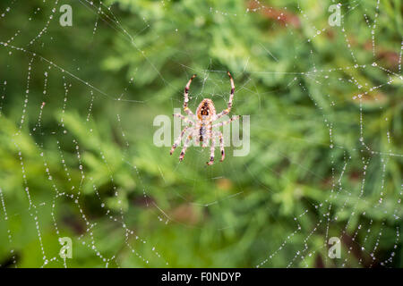 Spider Argiope aurantia (jardin) de son résultat net Banque D'Images