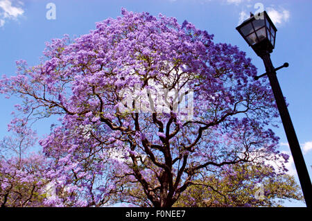 (Arbre Jacaranda Jacaranda mimosifolia) Grafton, New South Wales, Australie. Banque D'Images