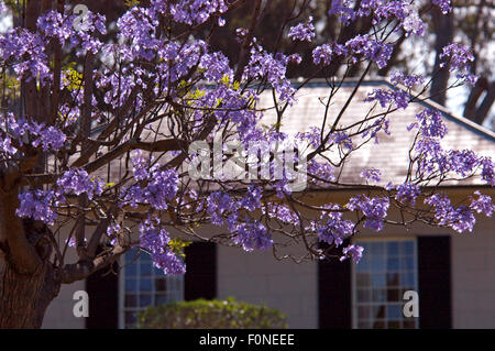 (Arbre Jacaranda Jacaranda mimosifolia) Grafton, New South Wales, Australie Banque D'Images