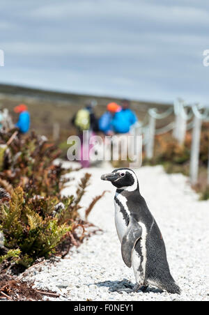 Toruists et Serin Cini (Spheniscus magellanicus) à Gypsy Cove Iles Falkland UK Banque D'Images