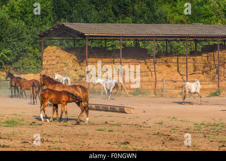 Jeune poulain allaité par mare sur horse ranch ferme sur journée d'été ensoleillée Banque D'Images