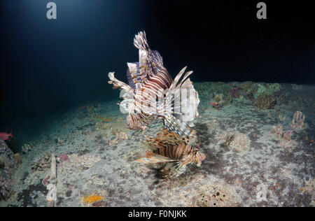 Mer Rouge, Egypte. 15 Oct, 2014. Deux poissons lion rouge (Pterois volitans) sur l'épave du SS Thistlegorm (British Armed Merchant Navy Ship) plongée de nuit, Mer Rouge, Egypte. © Andrey Nekrasov/ZUMA/ZUMAPRESS.com/Alamy fil Live News Banque D'Images