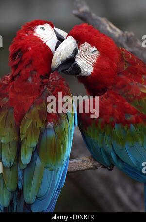 Shanghai, Chine, province de Jiangsu. Août 19, 2015. Perroquets jouer les uns avec les autres à Shanghai Zoo de Shanghai, la Chine de l'est de la province de Jiangsu, le 19 août 2015. © Il Water Industry Seaview/Xinhua/Alamy Live News Banque D'Images