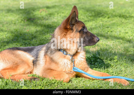 Beau chien dans un jardin à Rome Banque D'Images