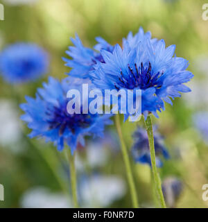 Bleuet, Centaurea cyanus Banque D'Images