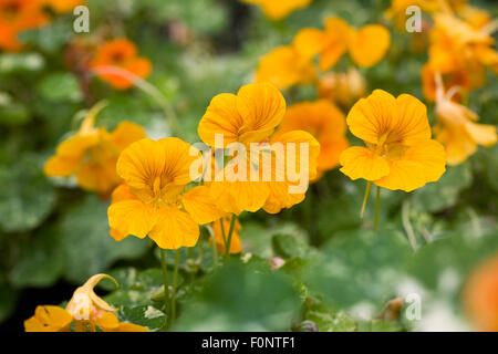 Tropaeolum majus. Capucine. Banque D'Images