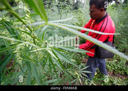 Aceh, Indonésie. Août 19, 2015. La police indonésienne a détruit le champ de marijuana que trouvé à Lamteuba dans la montagne d'Aceh Besar, l'Indonésie, le 19 août 2015. Détruit 34 hectares de la police de la marijuana produite dans cette opération. © Junaidi/Xinhua/Alamy Live News Banque D'Images