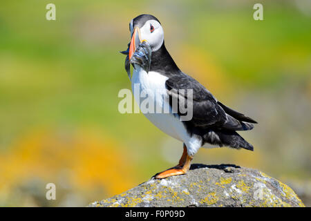 Macareux moine (Fratercula arctica) avec des poissons dans la bouche, à l'île de mai, Firth of Forth, Ecosse Banque D'Images