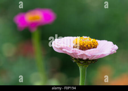 Zinnia rose en fleur lit Banque D'Images