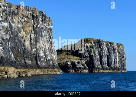 L'imbrication des guillemots (Uria aalge) sur les corniches des falaises de l'île de mai, Firth of Forth, Ecosse Banque D'Images