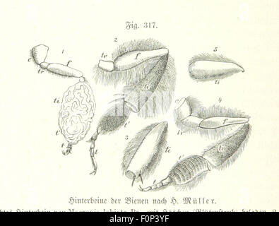 Image prise à partir de la page 826 de "Unser Wissen von der Erde. Allgemeine Erdkunde, herausgegeben und Länderkunde fachmännischer unter Mitwirkung von A. Kirchhoff' image prise à partir de la page 826 de "Unser Wissen von der Banque D'Images