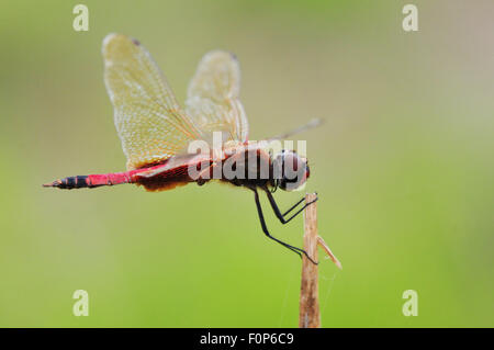 Plan Macro sur un dragon fly perché sur une tige séchée Banque D'Images