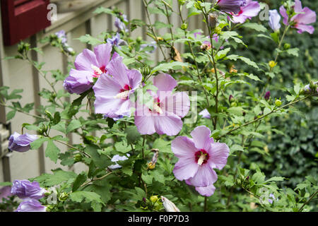 Roste Magenta de Sharon fleur Hibiscus syriacus bush Banque D'Images