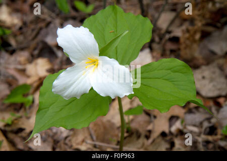 Fleur de trille blanc sauvage de plus en plus sur le sol de la forêt du Michigan, USA. Banque D'Images