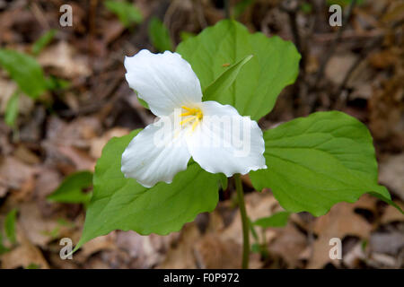 Fleur de trille blanc sauvage de plus en plus sur le sol de la forêt du Michigan, USA. Banque D'Images