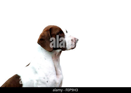 Pointeur magnifique chien assis isolated on white Banque D'Images