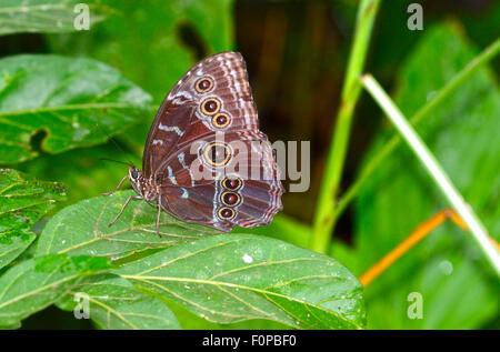 Papillon morpho bleu reposant sur une feuille Banque D'Images