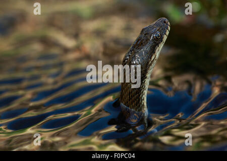 Dice Snake (Natrix tesselata) la chasse pour les petits poissons et des têtards dans un lac, Patras, le Péloponnèse, Grèce, mai 2009 Banque D'Images